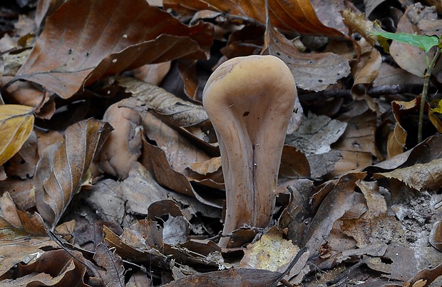 kyjak obrovský Clavariadelphus pistillaris (Fr.) Donk