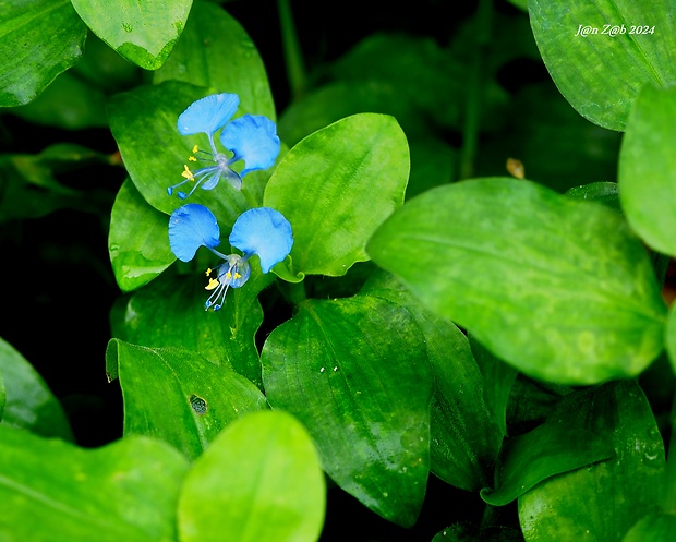 podenka obyčajná Commelina communis L.