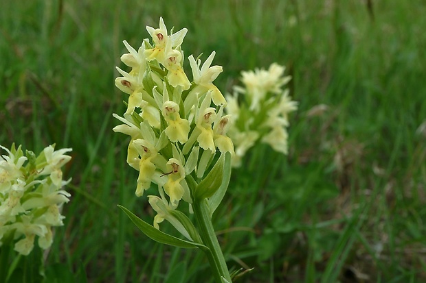 vstavačovec bazový Dactylorhiza sambucina (L.) Soó