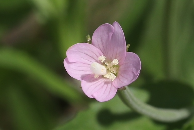 vŕbovka malokvetá Epilobium parviflorum Schreb.