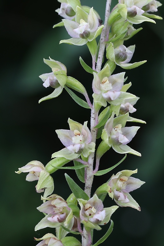 kruštík širokolistý pravý Epipactis helleborine subsp. helleborine (L.) Crantz