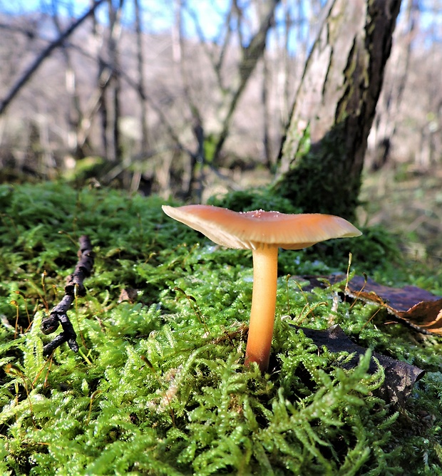 plamienka Flammulina sp.