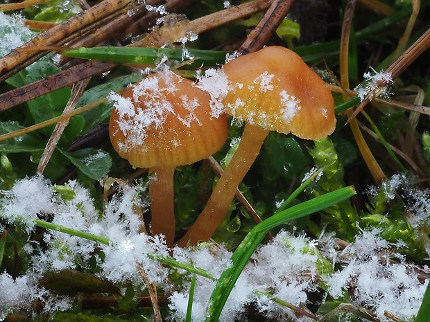 kapucňovka hladká Galerina graminea (Velen.) Kühner