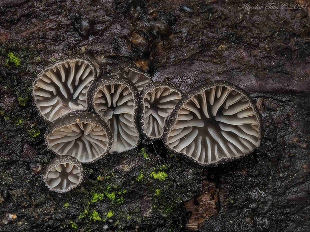 lastúrka Hohenbuehelia cyphelliformis (Berk.) O.K. Mill.