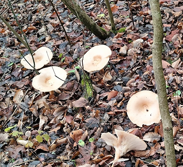 strmuľka veľká Infundibulicybe geotropa (Bull.) Harmaja