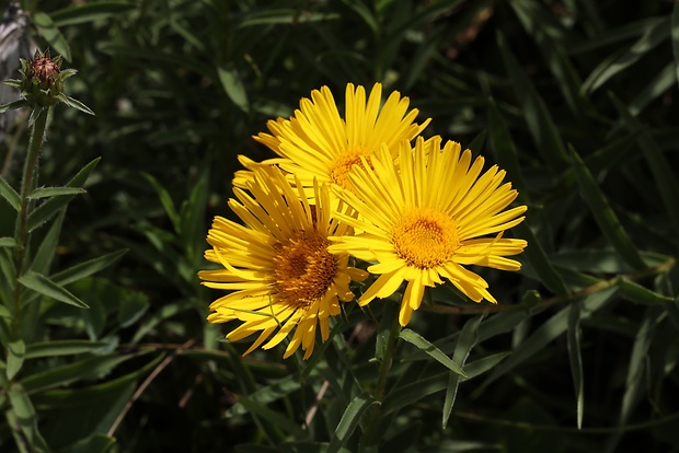 oman mečolistý Inula ensifolia L.