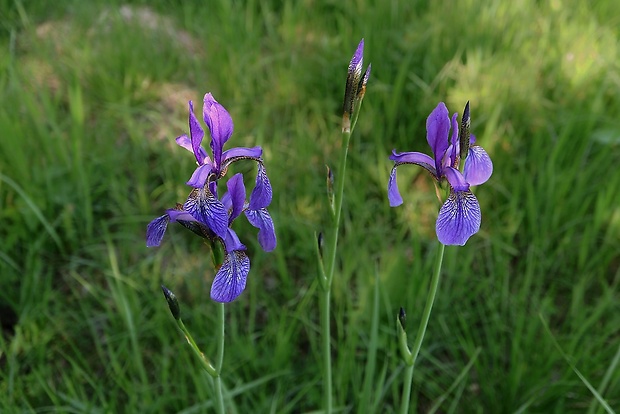 kosatec sibírsky Iris sibirica L.