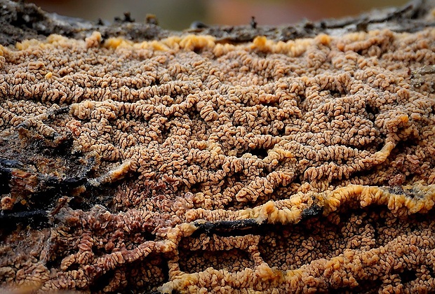 žilnačka oranžová Phlebia radiata Fr.