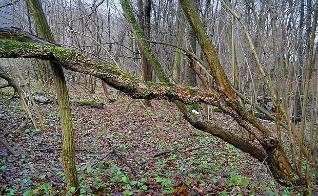 mäkkúšik kučeravý - biotop Plicaturopsis crispa (Pers.) D.A. Reid