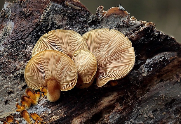 pňovka neskorá Sarcomyxa serotina (Pers.) P. Karst.