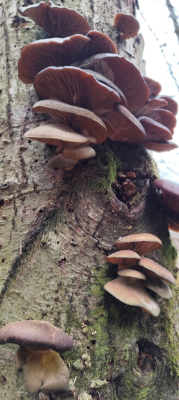 pňovka neskorá Sarcomyxa serotina (Pers.) P. Karst.