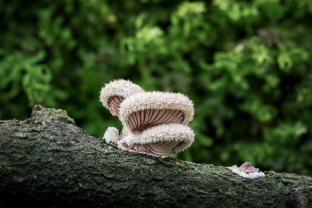 klanolupeňovka obyčajná Schizophyllum commune Fr.