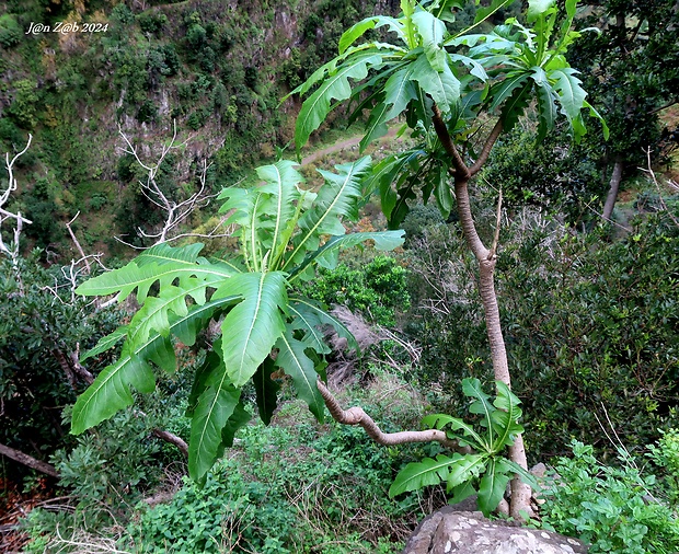 mlieč Sonchus fruticosus L. f.