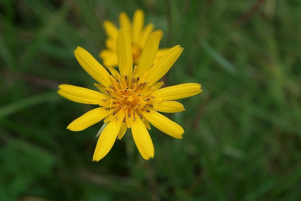 kozobrada lúčna Tragopogon pratensis L.