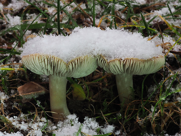 čírovka zemná Tricholoma terreum (Schaeff.) P. Kumm.