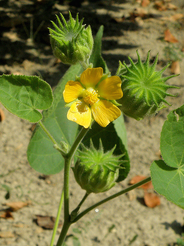 podslnečník theofrastov Abutilon theophrasti Medik.