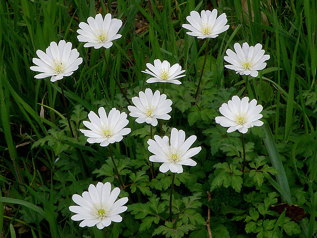 veternica vznešená Anemone blanda Schott et Kotschy