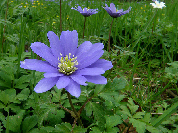 veternica vznešená Anemone blanda Schott et Kotschy