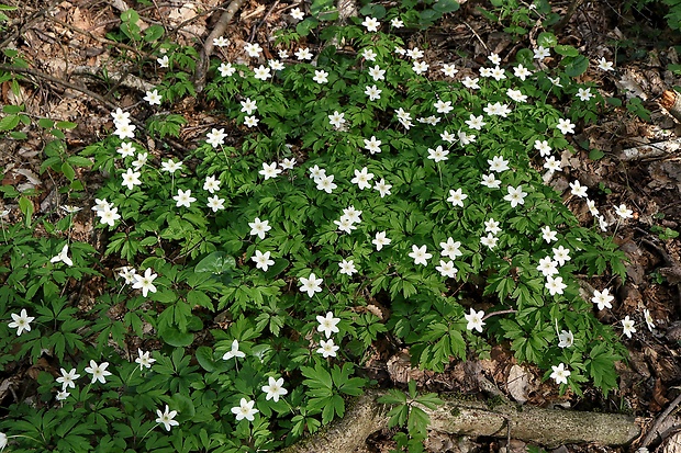 veternica hájna Anemone nemorosa L.