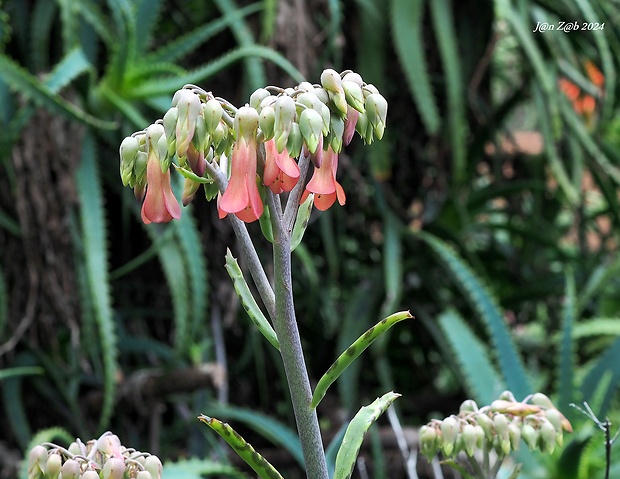 púčikovec Bryophyllum delagoense (Eckl. &amp; Zeyh.) Schinz