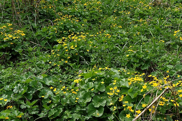 záružlie močiarne Caltha palustris L.