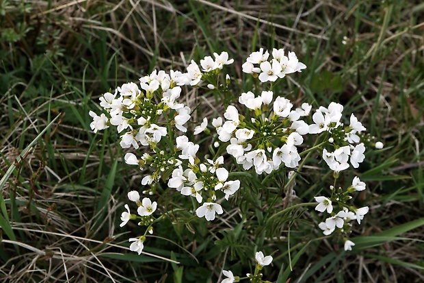 žerušnica lúčna Cardamine pratensis L.