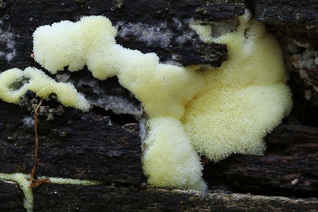 rohačka kríčkovitá v. pórovitá Ceratiomyxa fruticulosa var. porioides