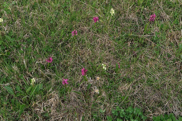 vstavačovec bazový Dactylorhiza sambucina (L.) Soó