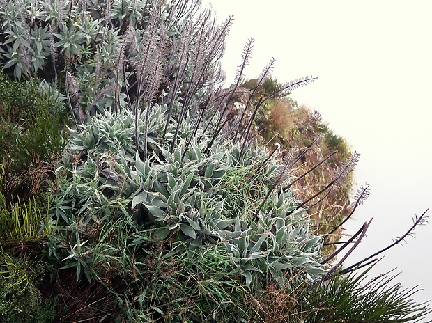 hadinec Echium candicans L. f.