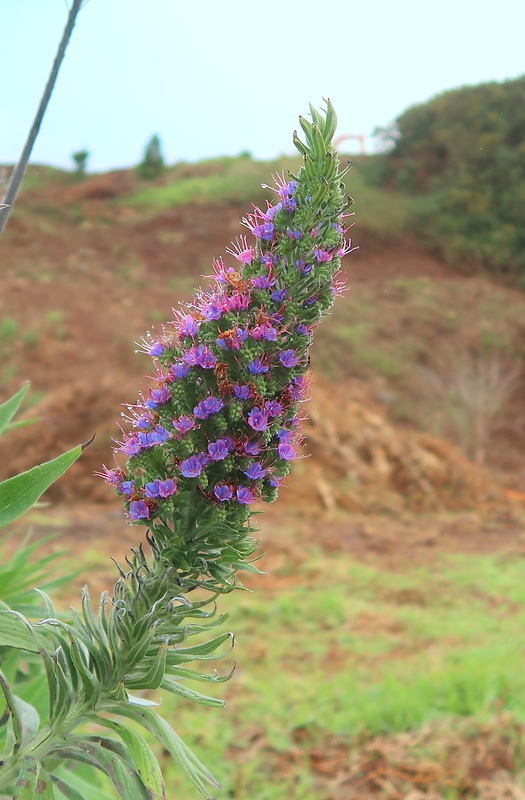 hadinec Echium candicans L. f.