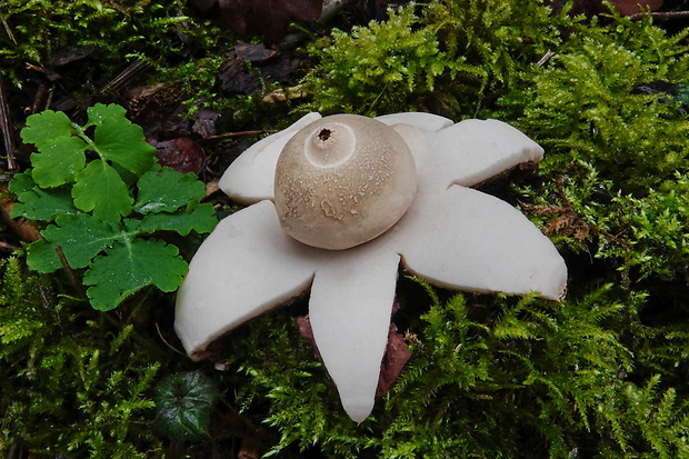 hviezdovka trojitá Geastrum triplex Jungh.