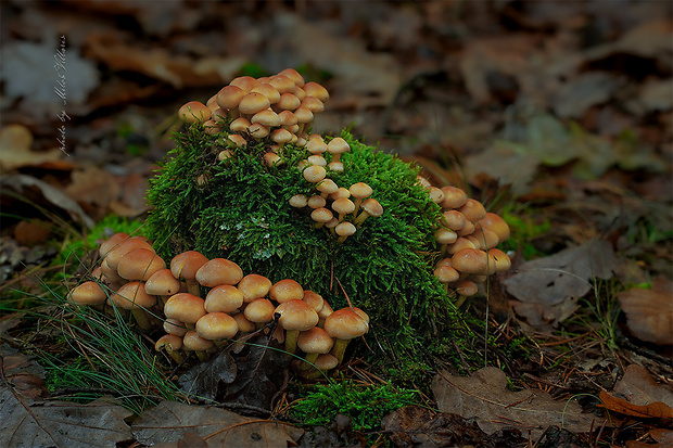 strapcovka zväzkovitá Hypholoma fasciculare (Huds.) P. Kumm.