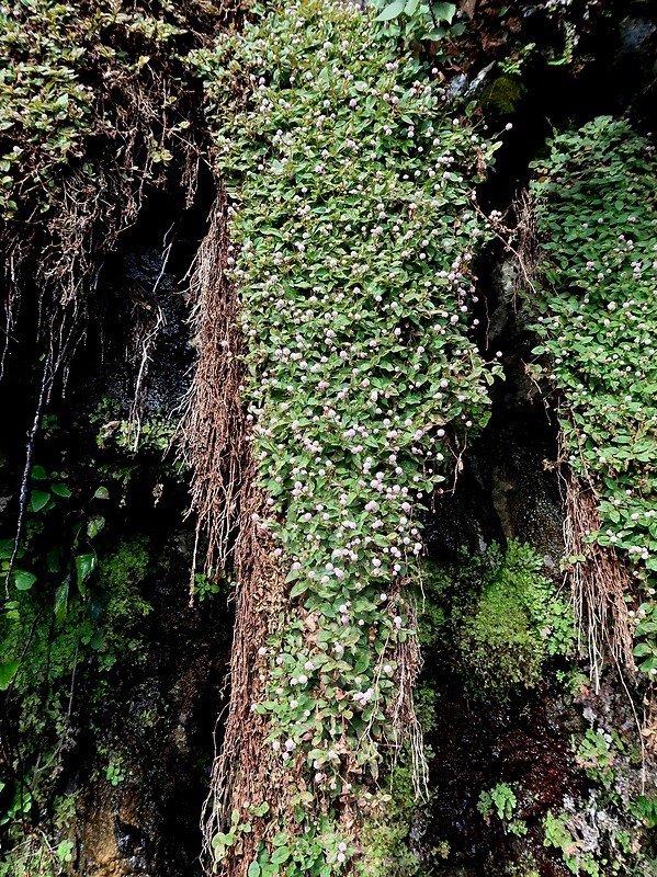 horčiak Persicaria capitata (Buch.-Ham. ex D. Don) Gross.