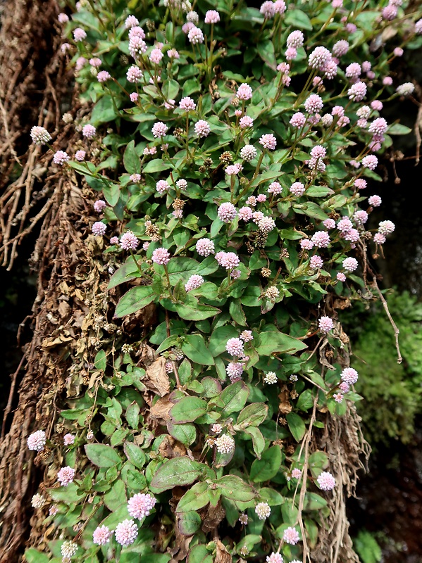 horčiak Persicaria capitata (Buch.-Ham. ex D. Don) Gross.