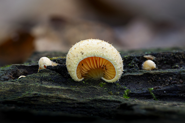 hlivník hniezdovitý Phyllotopsis nidulans (Pers.) Singer