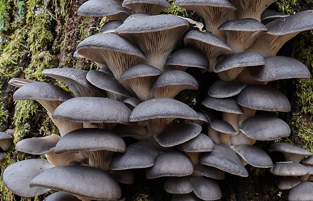 hliva ustricovitá Pleurotus ostreatus (Jacq.) P. Kumm.