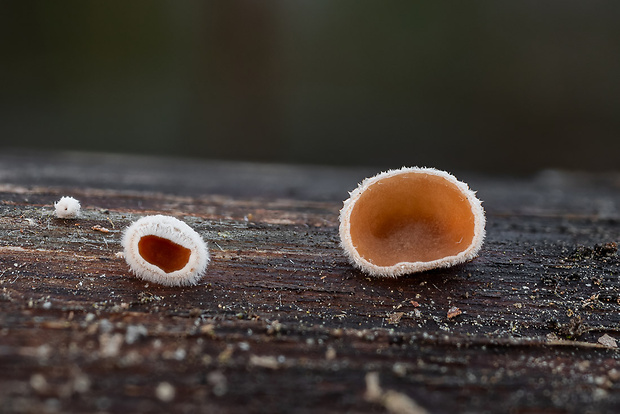 klanolupeňovka obyčajná Schizophyllum commune Fr.