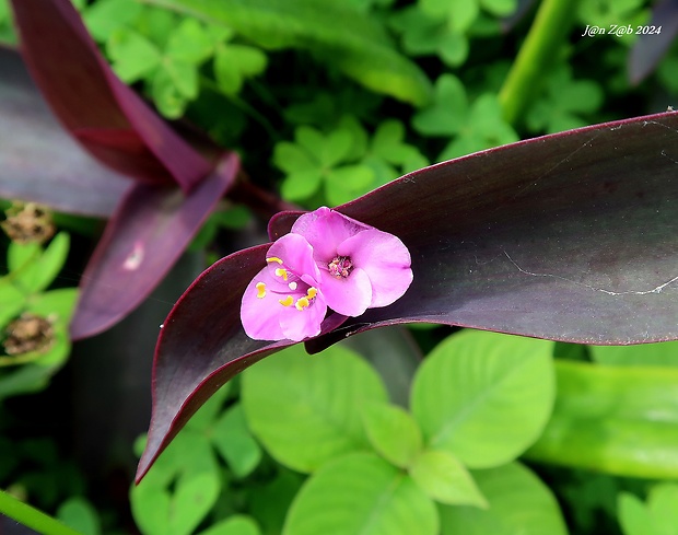 Tradescantia pallida  (Rose) D.R. Hunt