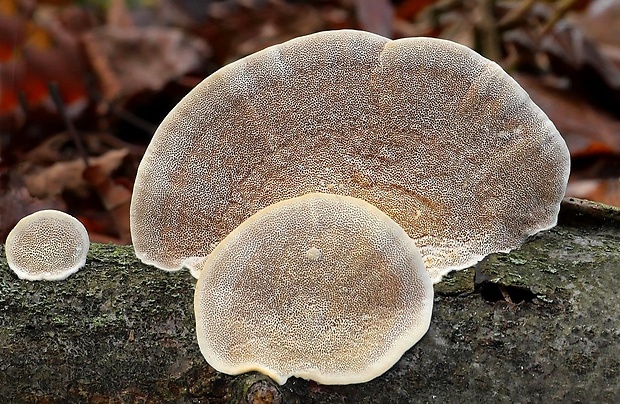 trúdnikovec chlpatý Trametes hirsuta (Wulfen) Lloyd