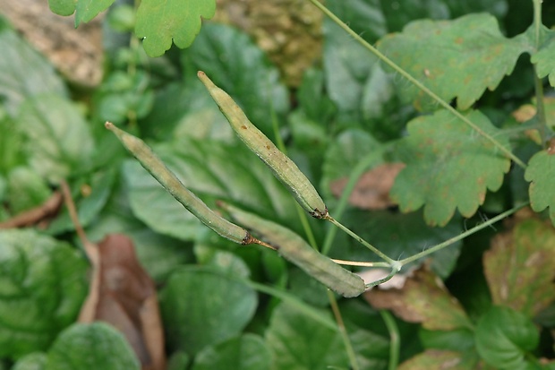 lastovičník väčší Chelidonium majus L.