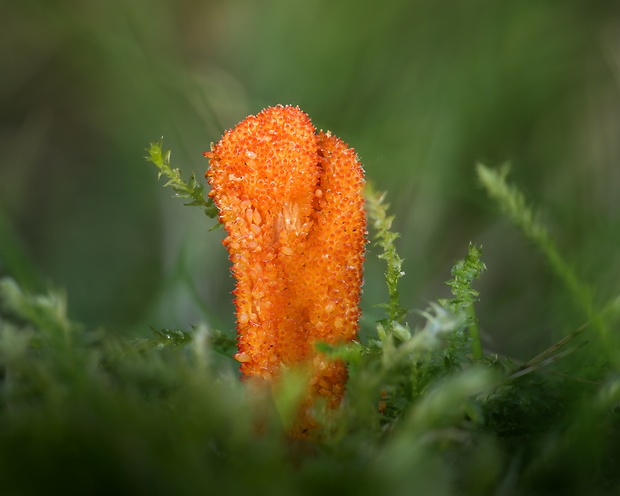 žezlovka hmyzová Cordyceps militaris (Fr.) Link