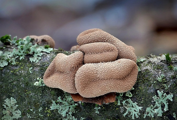 dutinovka otrubnatá Encoelia furfuracea (Roth) P. Karst.