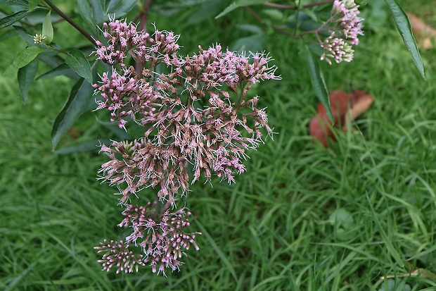 konopáč obyčajný Eupatorium cannabinum L.