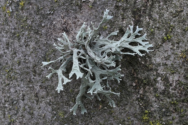 konárnik slivkový Evernia prunastri (L.) Ach.