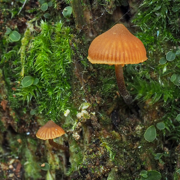 kapucňovka Galerina triscopa (Fr.) Kühner