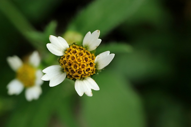 žltnica pŕhľavolistá Galinsoga urticifolia (Humb., Bonpl. et Kunth) Benth.