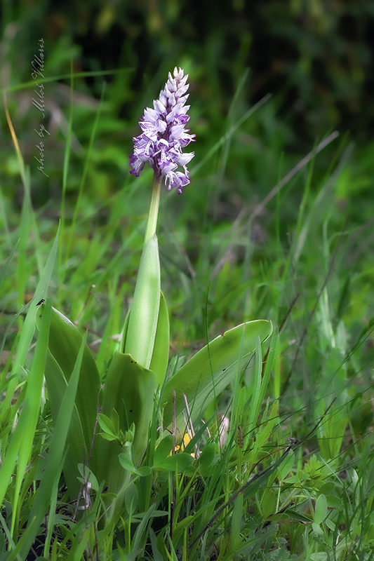 vstavač vojenský Orchis militaris L.