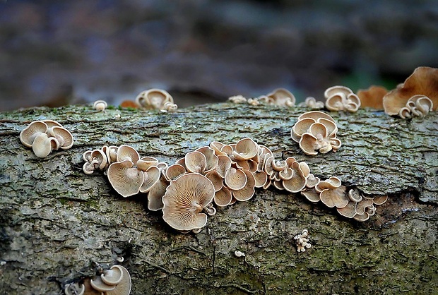 pňovka obyčajná Panellus stipticus (Bull.) P. Karst.