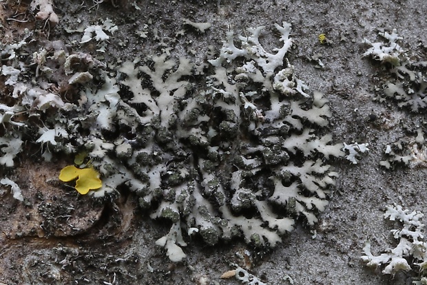 fyscia černastá Phaeophyscia nigricans (Flörke) Moberg