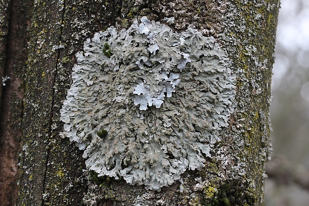 fyscia okrúhla Phaeophyscia orbicularis (Neck.) Moberg